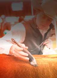andis livestock grooming